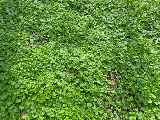 Dense carpet of lesser celandine on glade in a forest © An-T