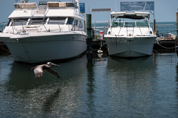 Fototapeta premium Pelican from Florida