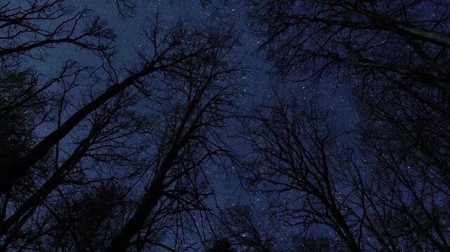 a stars and clouds floating in the night forest