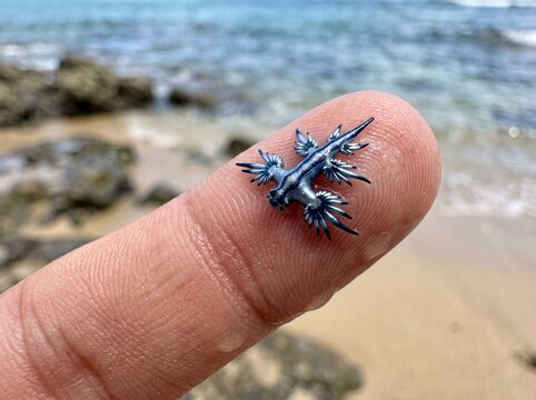 A striking macro shot of a tiny blue dragon sea slug (Glaucus atlanticus) perched on a human finger, with a blurred beach and ocean background