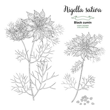 Nigella sativa flowers and seeds. Black caraway, black cumin plant. Vector illustration hand drawn. Sketch style.