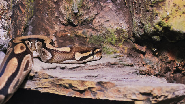 ball python (python regius) crawling on rocks. Ball pythons have brown scales with black patterns