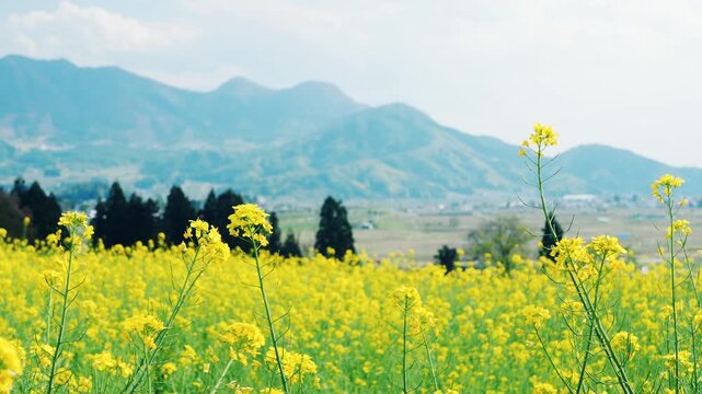 菜の花畑と高社山　パン