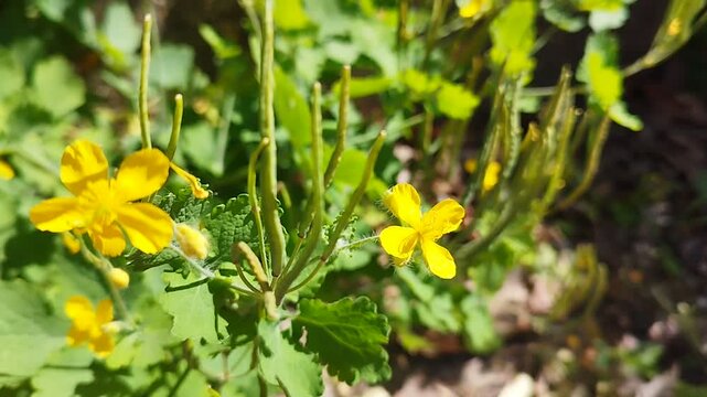 Yellow-flowering, celandine (Chelidonium majus) plant sways as the wind blows, up close, in sunlight.