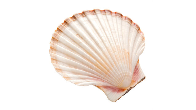 Beautiful natural scallop seashell for marine wildlife nature and home interior nautical decoration or art isolated on transparent background