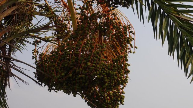 Bunch of unripe date palm fruit on tree