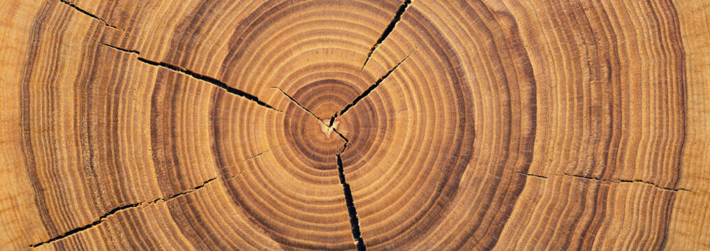 cross-sectional wood texture with a pattern of annual rings. old tree stump background
