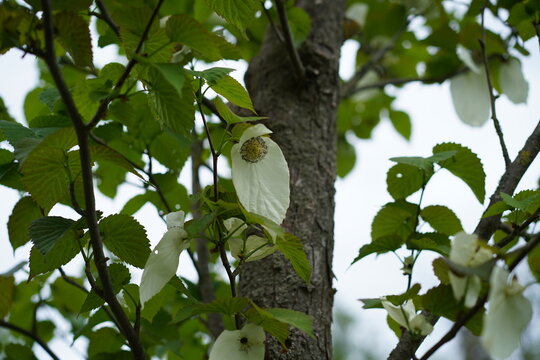 Detail eines Taschentuchbaums (Davidia involucrata) mit charakteristischer Bl&uuml;te und wei&szlig;em Hochblatt