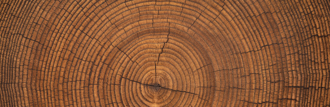 old wood texture with annual rings and cracks. wooden background
