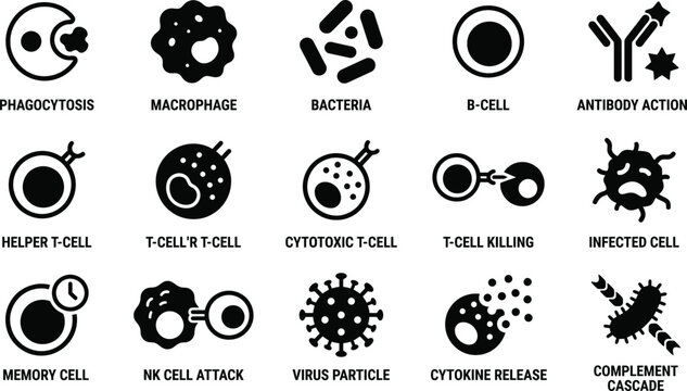 Human immune system icons vector ilustration showing phagocytosis macrophage b-cell and t-cell killing actions with antibody response and virus particles in solid black silhouette style.