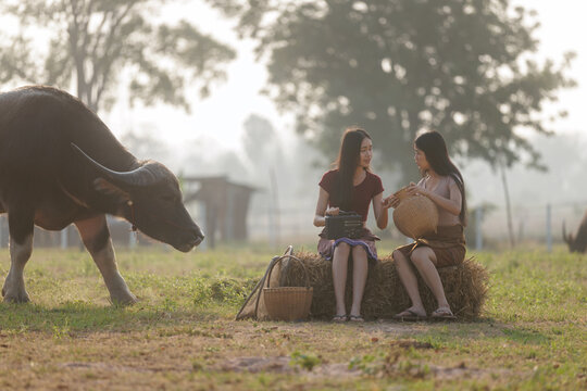 Two Young Women Sitting With A Water Buffalo On Hay Bales In A Rural Field During Golden Hour
