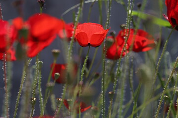 Naklejka premium Red Poppy Flowers in a Sunlit Field