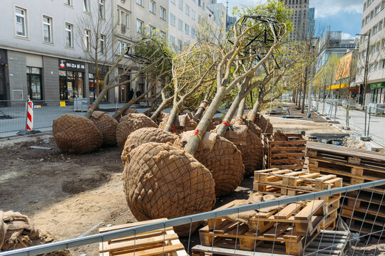 Row of young trees with root balls wrapped in burlap lies on ground at urban construction site. Urban heat island effect mitigation, climate change adaptation strategies, Warsaw, Poland, 20 March 2026