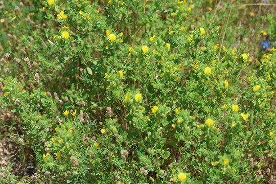 Ononis Pubescens (Downy Restharrow) Wildflowers