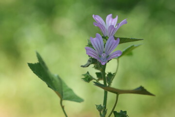 Close-up of Purple Common Mallow Flowers (Malva sylvestris)  in the Wild © UMIT