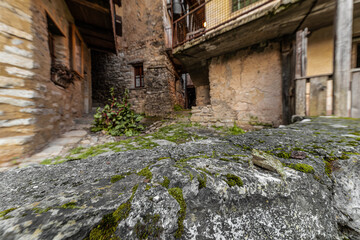 Fototapeta premium European green toad among the old houses in the village (Bufotes virdis)