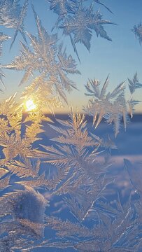 Sunset light through icy frost crystals