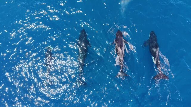 Pod of orcas swimming and blowing water in the ocean