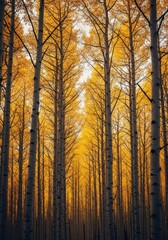 Obraz premium Tall, slender aspen trunks rise into a canopy of shimmering gold and deep yellow foliage, defining the beauty of the fall forest environment, nature, bark, woodland