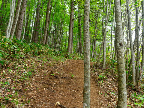急勾配の登山道