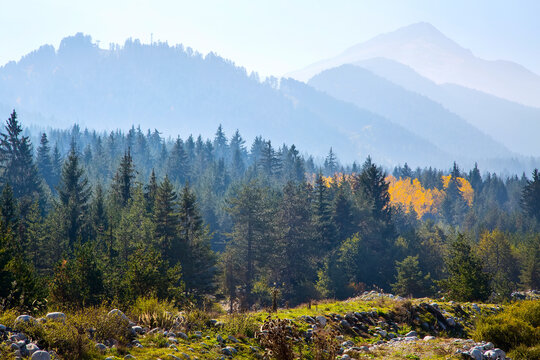 panorama background of Pirin, Bulgaria with pine trees