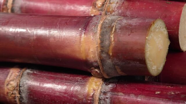 video of close-up of fresh sugarcane.	