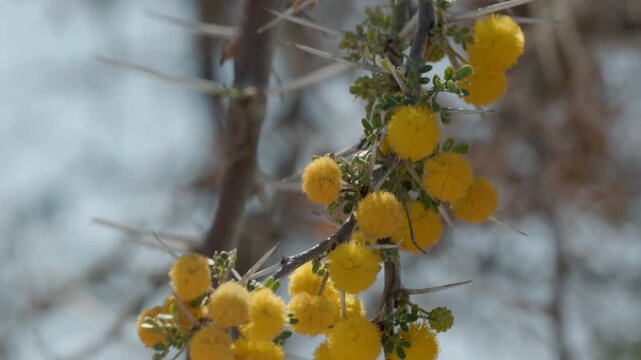a cluster of bright yellow acacia flowers at reitfontein waterhole in etosha national park of namibia, africa