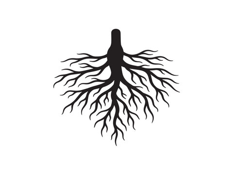Natural root growth silhouette with clean structured underground form 