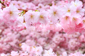 Naklejka premium pink cherry blossom branch, sakura flowers
