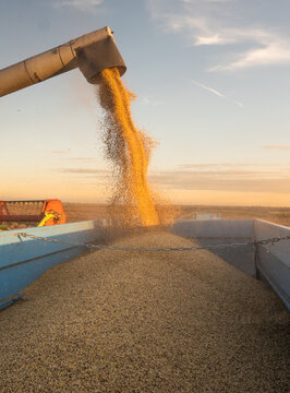 Combine dumps soybean seeds into a truck after harvest
