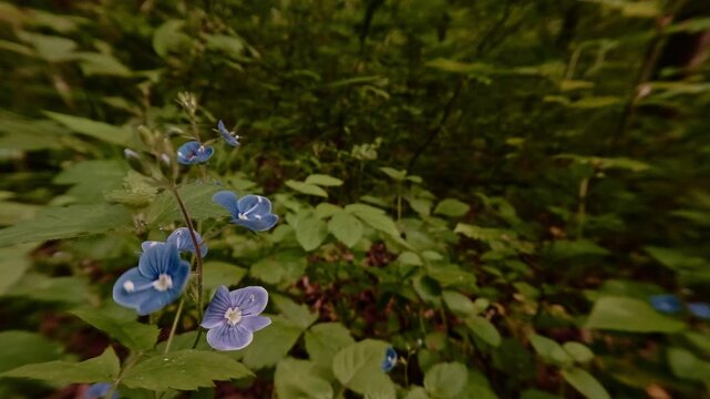 Close-up shot of Germander speedwell blossoms&mdash;wildflowers in the forest, delicate and fragile