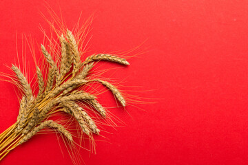 Obraz premium Sheaf of wheat ears close up and seeds on colored background. Natural cereal plant, harvest time concept. Top view, flat lay with copy space. world wheat crisis