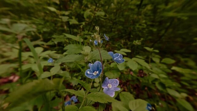 Close-up shot of Germander speedwell blossoms&mdash;wildflowers in the forest, delicate and fragile