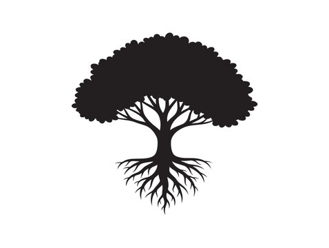 Tree with visible taproot silhouette and botanical realism 