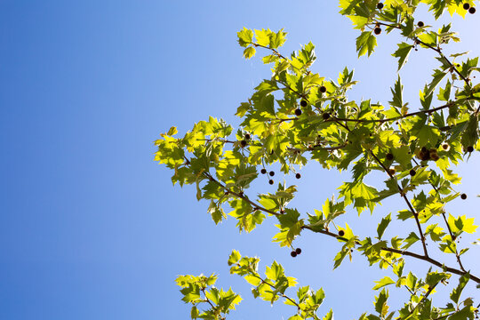 Young platan leaves and fruits on blue sky background