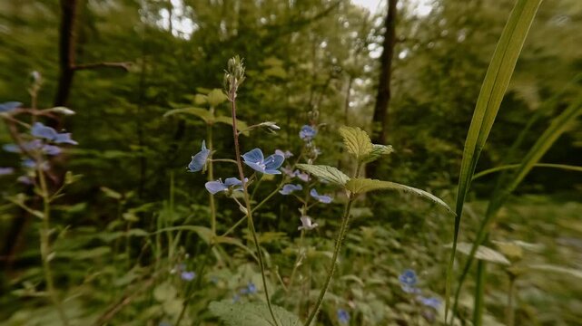 Close-up shot of Germander speedwell blossoms&mdash;wildflowers in the forest, delicate and fragile