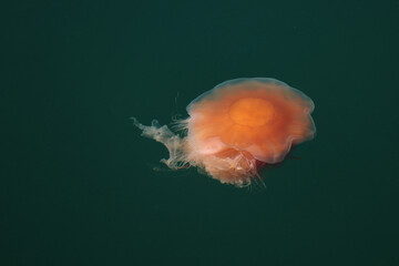 A red fireman also called the lion’s mane jellyfish. Denmark © Katrine