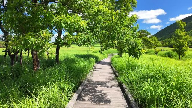 夏のタデ原湿原