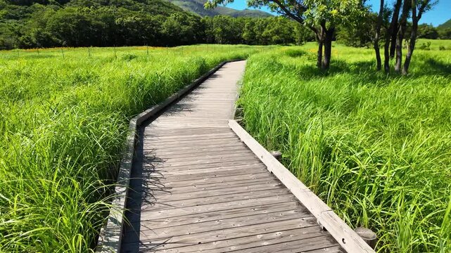 夏のタデ原湿原