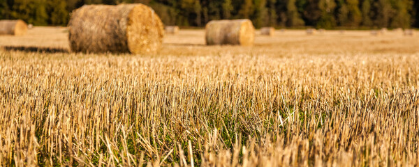 Sunlight bathes the agricultural field filled with freshly harvested crops and round hay bales. Nature's beauty showcases the bounty of autumn and invites peaceful reflection in the outdoors. © Aleksandr