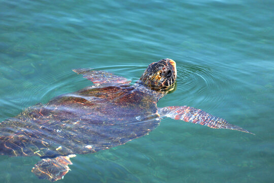 A loggerhead sea turtle