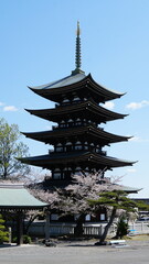 Obraz premium Sacred Spring: The Five-Story Pagoda and Cherry Blossoms at Nittai-ji, Nagoya, Aichi, Japan