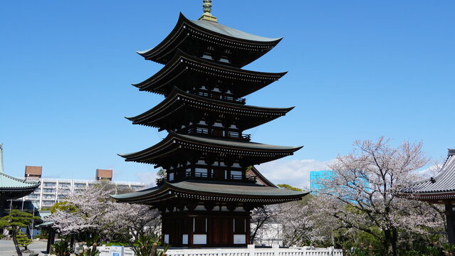 Sacred Spring: The Five-Story Pagoda and Cherry Blossoms at Nittai-ji, Nagoya, Aichi, Japan