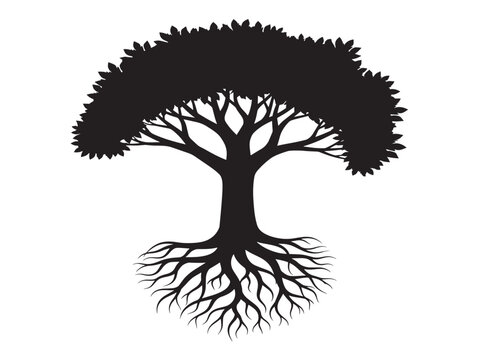 Massive rooted tree with strong natural foundation concept 