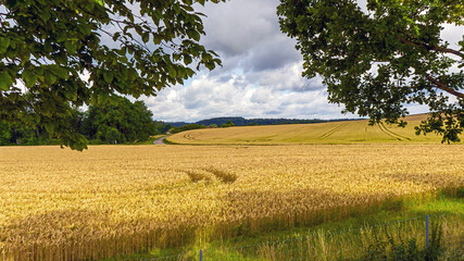 Golden wheat field under a cloudy sky with trees on the edge in a rural landscape during daytime © Sergey