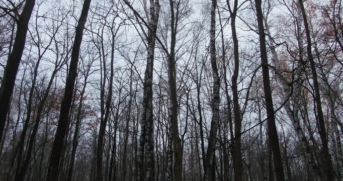Drone camera capturing tall leafless trees reaching into a cloudy sky inside a quiet forest landscape.