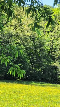 Visible tiny pollen particles floating in the air during spring season. Spring allergy period concept. Natural lighting, seasonal irritation.