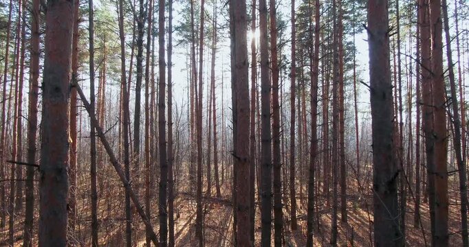 Sunlight streams through tall pine trees in a dense forest, illuminating the textured bark and creating warm rays across the woodland scene.