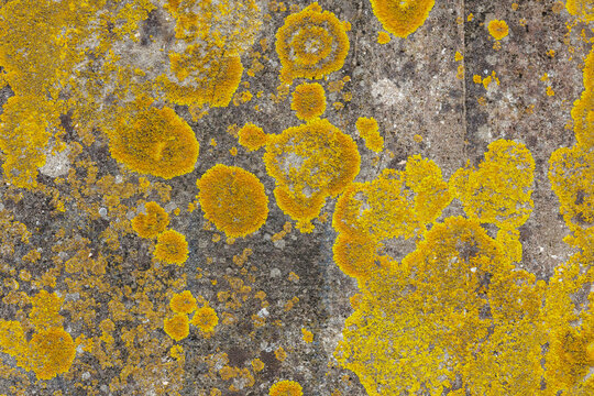 Bright yellow lichen growing on old stone wall