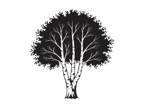 Autumn birch tree silhouette with beautiful seasonal woodland charm 